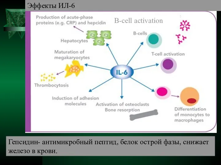 Эффекты ИЛ-6 B-cell activation Гепсидин- антимикробный пептид, белок острой фазы, снижает железо в крови.