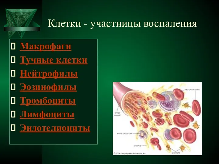 Клетки - участницы воспаления Макрофаги Тучные клетки Нейтрофилы Эозинофилы Тромбоциты Лимфоциты Эндотелиоциты