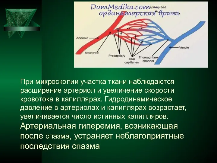 При микроскопии участка ткани наблюдаются расширение артериол и увеличение скорости кровотока