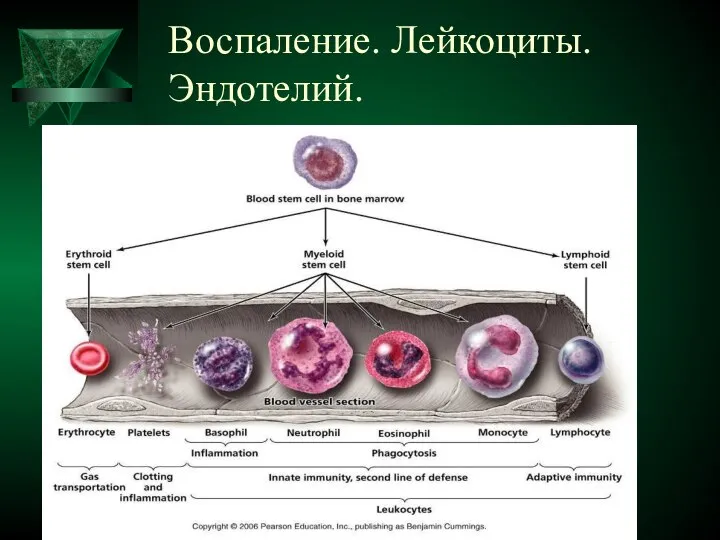 Воспаление. Лейкоциты. Эндотелий.