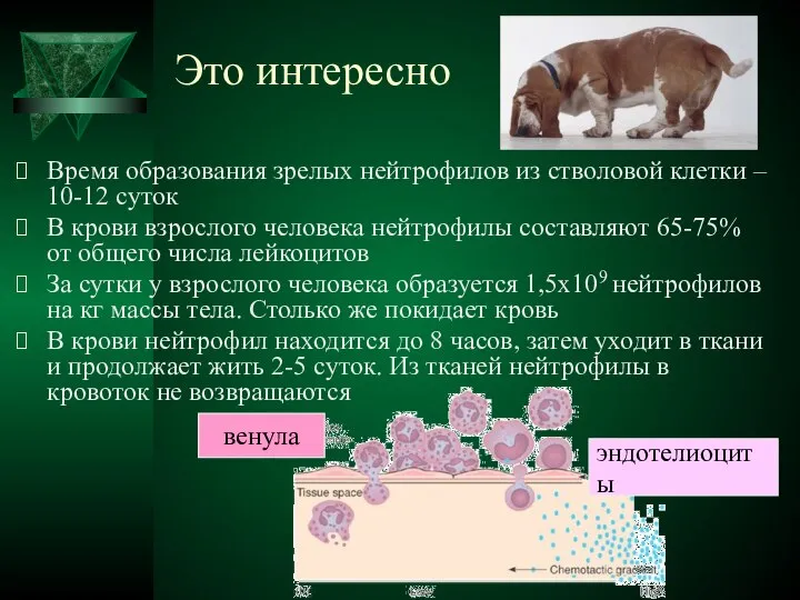 Это интересно Время образования зрелых нейтрофилов из стволовой клетки – 10-12