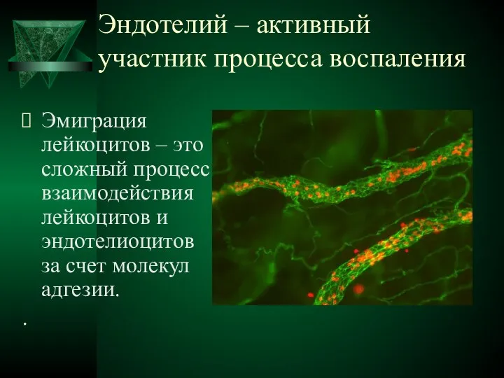 Эндотелий – активный участник процесса воспаления Эмиграция лейкоцитов – это сложный