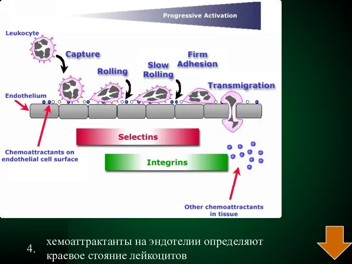 4. хемоаттрактанты на эндотелии определяют краевое стояние лейкоцитов