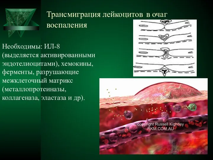 Трансмиграция лейкоцитов в очаг воспаления Необходимы: ИЛ-8 (выделяется активированными эндотелиоцитами), хемокины,