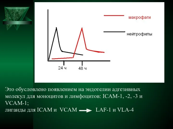 Это обусловлено появлением на эндотелии адгезивных молекул для моноцитов и лимфоцитов: