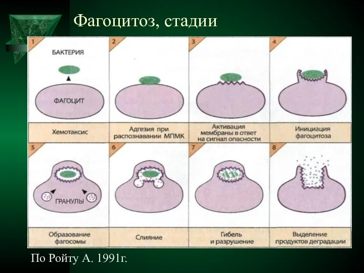 Фагоцитоз, стадии По Ройту А. 1991г.