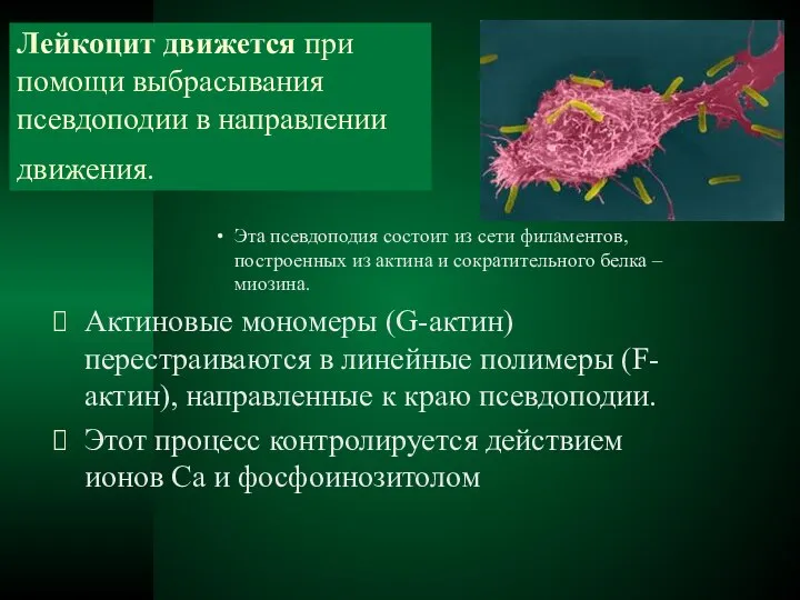 Лейкоцит движется при помощи выбрасывания псевдоподии в направлении движения. Эта псевдоподия