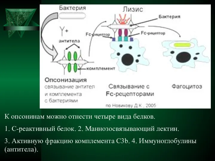 К опсонинам можно отнести четыре вида белков. 1. С-реактивный белок. 2.