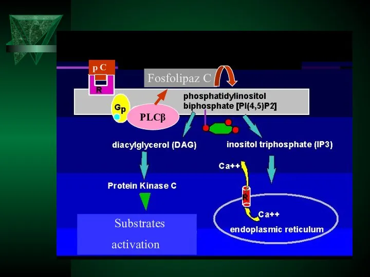 p С Fosfolipaz C PLCβ Substrates activation