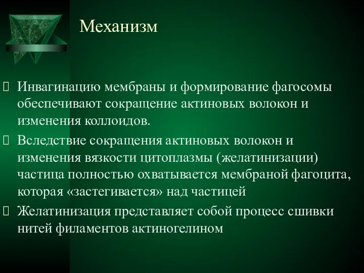 Механизм Инвагинацию мембраны и формирование фагосомы обеспечивают сокращение актиновых волокон и