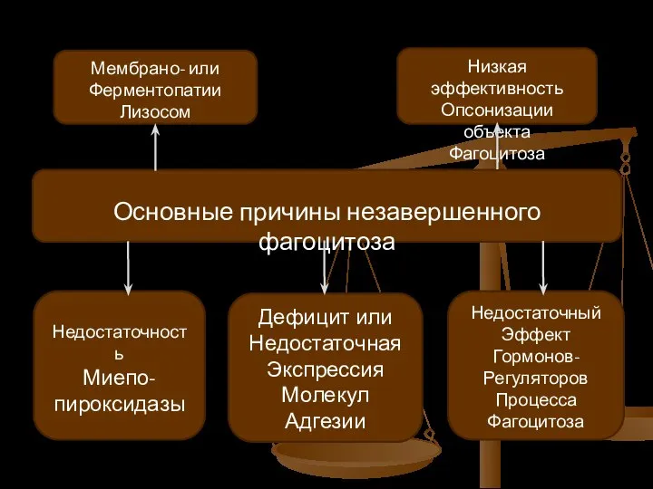 Мембрано- или Ферментопатии Лизосом Низкая эффективность Опсонизации объекта Фагоцитоза Основные причины