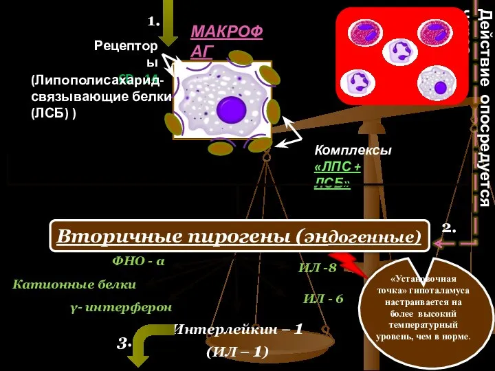 МАКРОФАГ Рецепторы CD - 14 Комплексы «ЛПС + ЛСБ» (Липополисахарид- связывающие