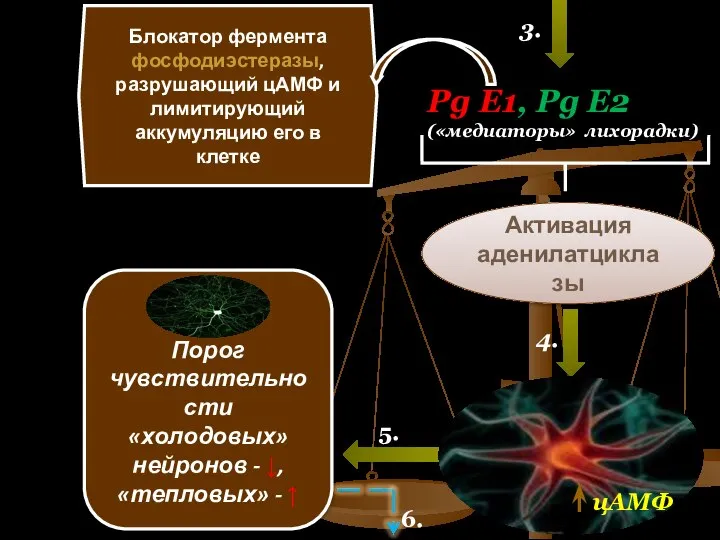 Pg E1, Pg E2 («медиаторы» лихорадки) Блокатор фермента фосфодиэстеразы, разрушающий цАМФ