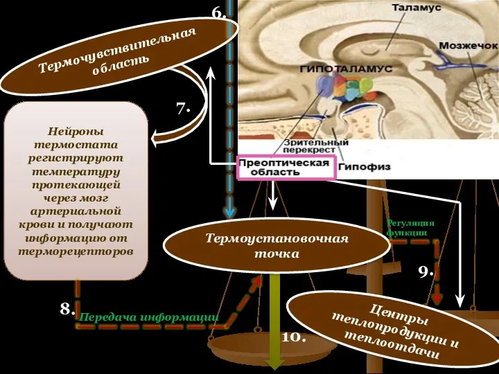 Термочувствительная область Термоустановочная точка Центры теплопродукции и теплоотдачи Нейроны термостата регистрируют