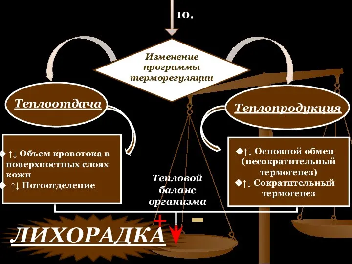 + Изменение программы терморегуляции Теплоотдача Теплопродукция 10. ↑↓ Объем кровотока в