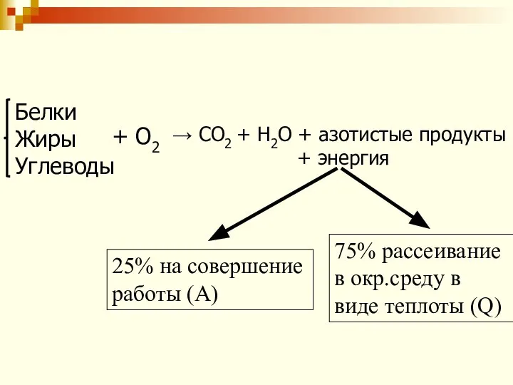 → СО2 + Н2О + азотистые продукты + энергия Белки Жиры