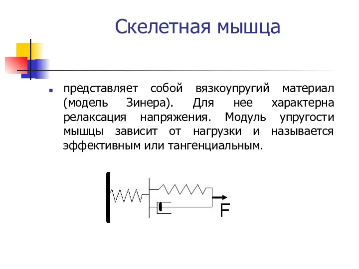 Скелетная мышца представляет собой вязкоупругий материал (модель Зинера). Для нее характерна