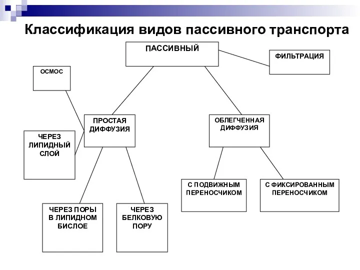 Классификация видов пассивного транспорта