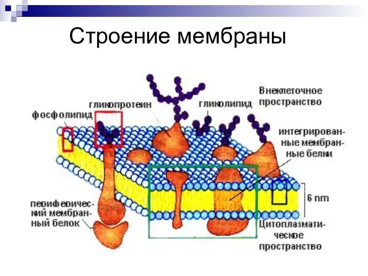 Строение мембраны