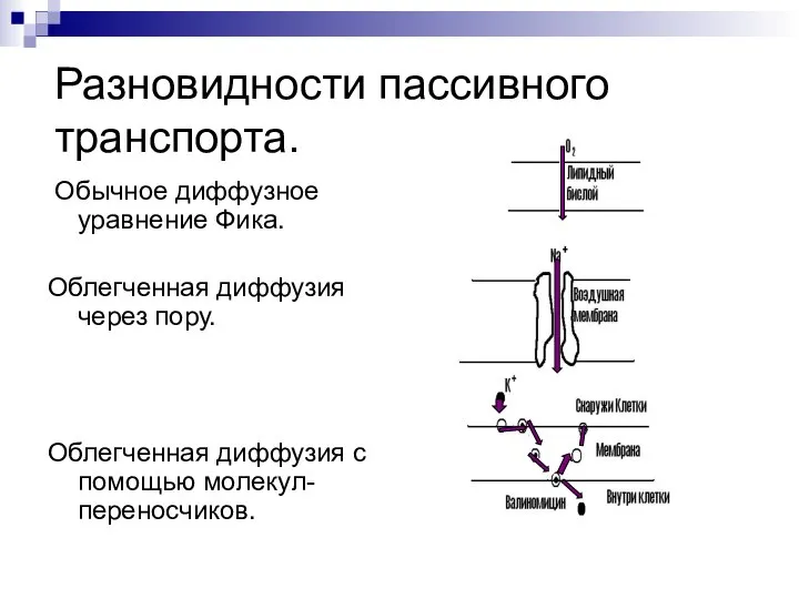 Разновидности пассивного транспорта. Обычное диффузное уравнение Фика. Облегченная диффузия через пору.