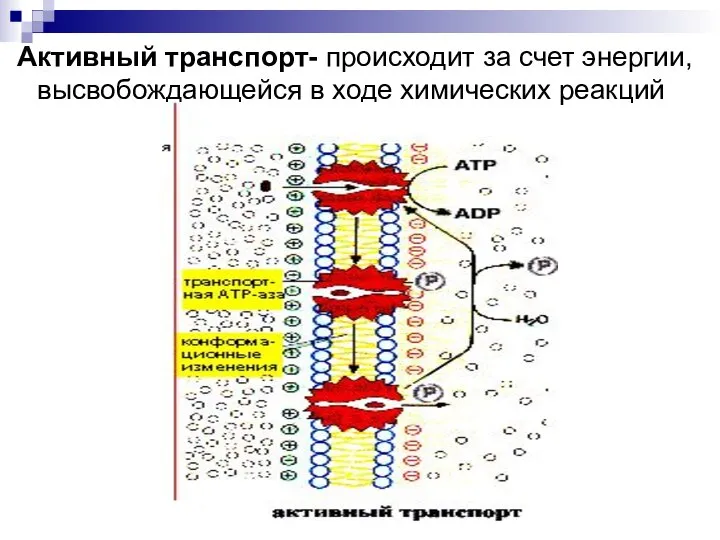 Активный транспорт- происходит за счет энергии, высвобождающейся в ходе химических реакций внутри клетки.