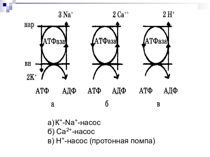 а) К+-Na+-насос б) Ca2+-насос в) Н+-насос (протонная помпа)