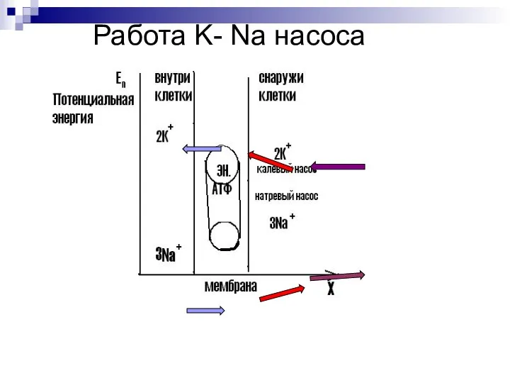 Работа K- Na насоса