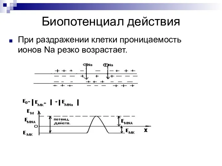 Биопотенциал действия При раздражении клетки проницаемость ионов Na резко возрастает.