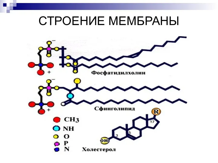 СТРОЕНИЕ МЕМБРАНЫ