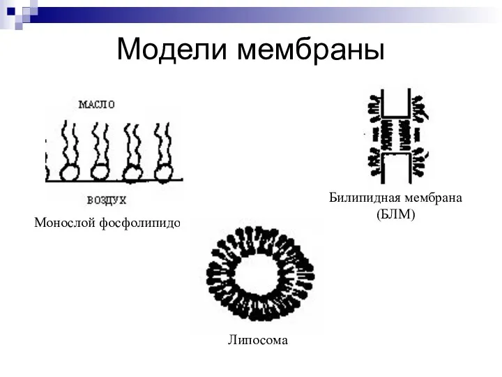 Модели мембраны