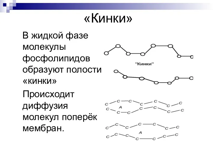 «Кинки» В жидкой фазе молекулы фосфолипидов образуют полости «кинки» Происходит диффузия молекул поперёк мембран.