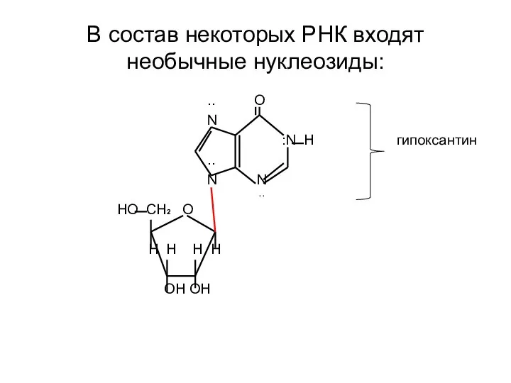 В состав некоторых РНК входят необычные нуклеозиды: .. O N :N