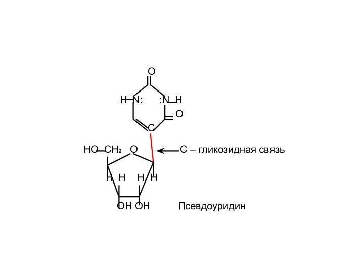 O H N: :N H O С HO CH2 O C