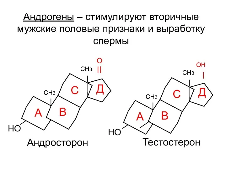 Андрогены – стимулируют вторичные мужские половые признаки и выработку спермы СН3