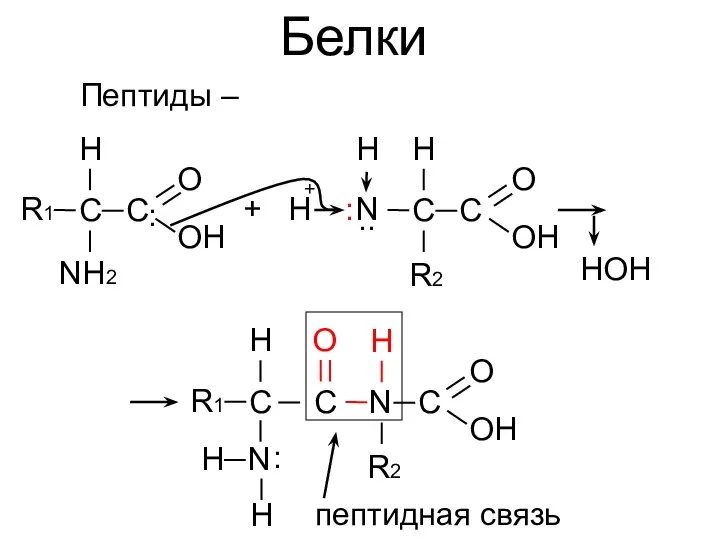 Белки Пептиды – пептидная связь R1 C C О NH2 ОН