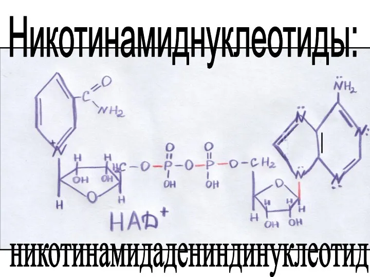 Никотинамиднуклеотиды: никотинамидадениндинуклеотид