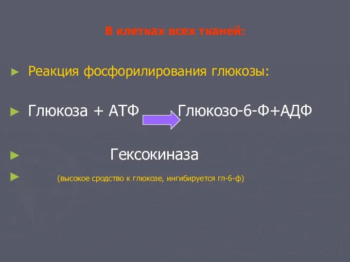 В клетках всех тканей: Реакция фосфорилирования глюкозы: Глюкоза + АТФ Глюкозо-6-Ф+АДФ