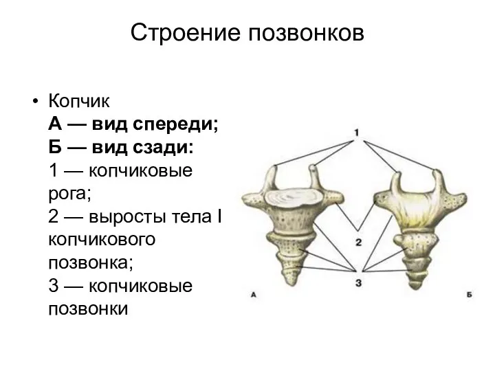 Строение позвонков Копчик А — вид спереди; Б — вид сзади: