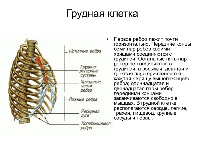 Грудная клетка Первое ребро лежит почти горизонтально. Передние концы семи пар