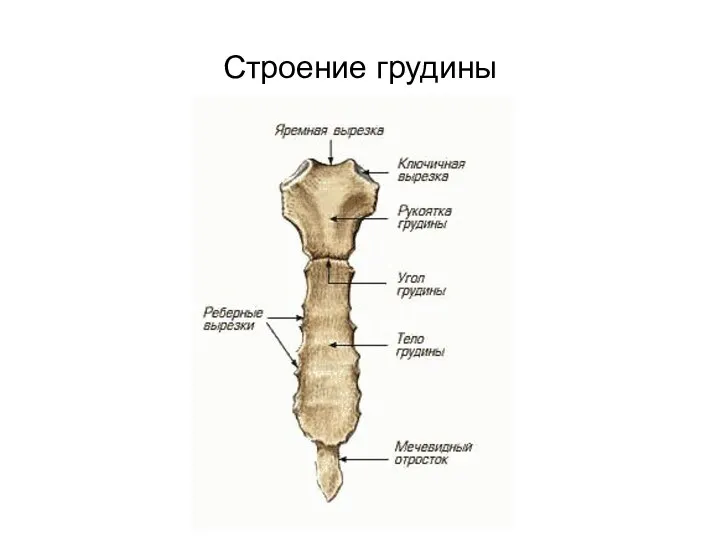 Строение грудины