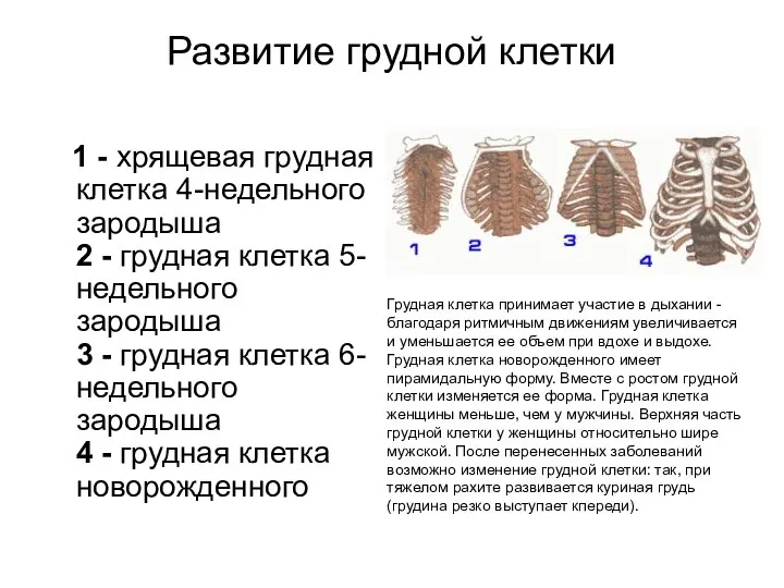 Развитие грудной клетки 1 - хрящевая грудная клетка 4-недельного зародыша 2