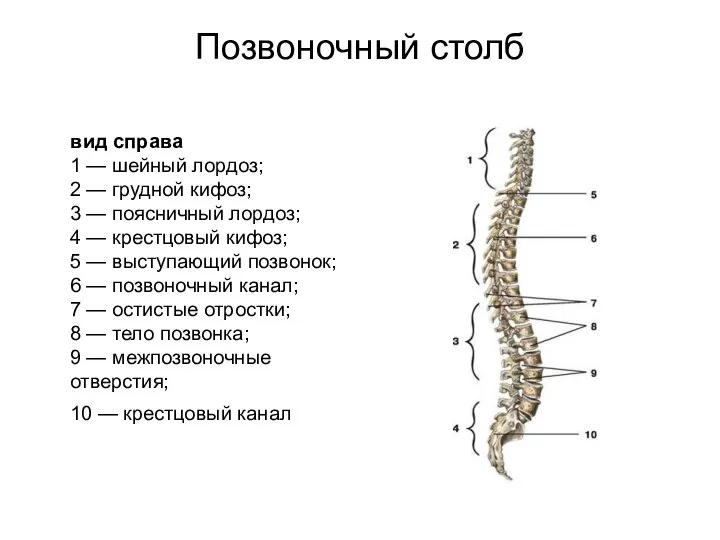 Позвоночный столб вид справа 1 — шейный лордоз; 2 — грудной