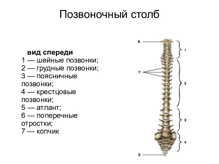 Позвоночный столб вид спереди 1 — шейные позвонки; 2 — грудные