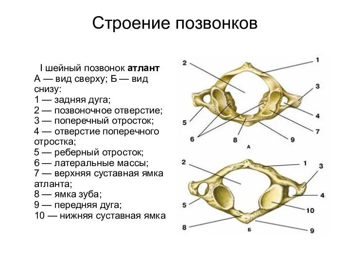 Строение позвонков I шейный позвонок атлант А — вид сверху; Б