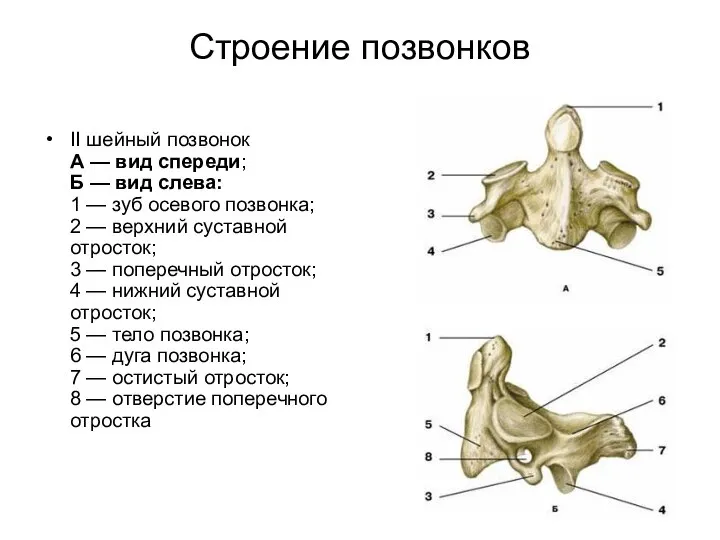 Строение позвонков II шейный позвонок А — вид спереди; Б —