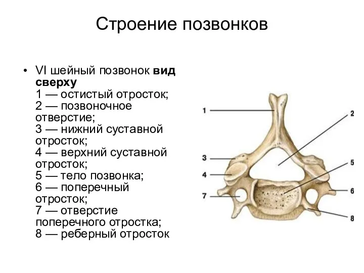 Строение позвонков VI шейный позвонок вид сверху 1 — остистый отросток;