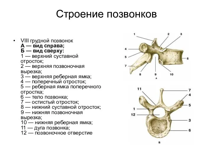 Строение позвонков VIII грудной позвонок А — вид справа; Б —