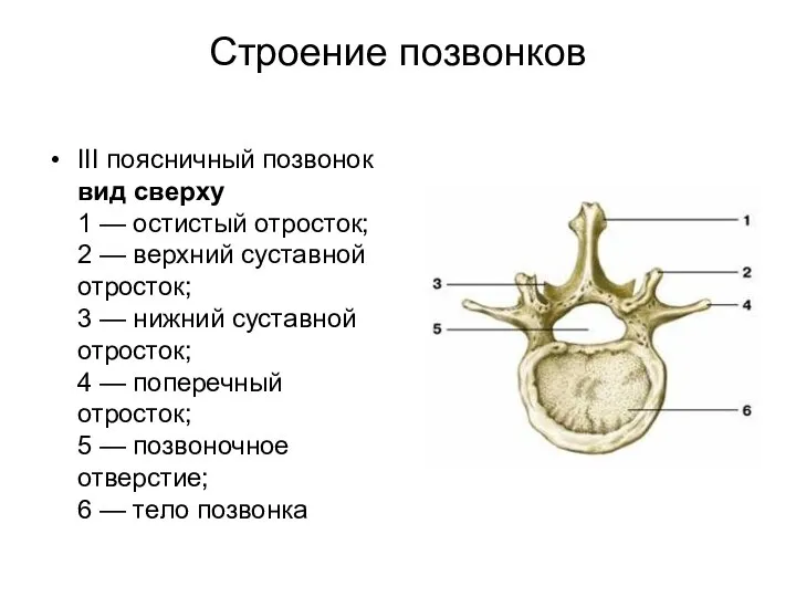 Строение позвонков III поясничный позвонок вид сверху 1 — остистый отросток;