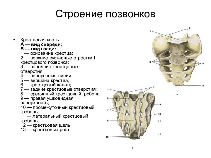 Строение позвонков Крестцовая кость А — вид спереди; Б — вид