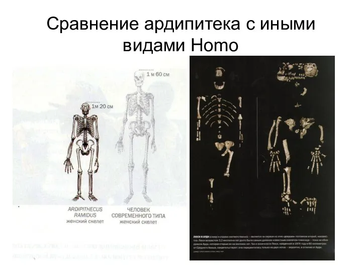 Сравнение ардипитека с иными видами Homo